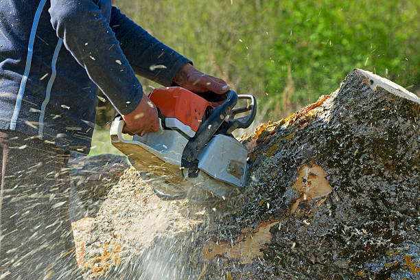 Best Emergency Storm Tree Removal  in Milliken, CO